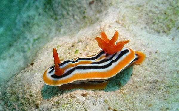 Chromodoris colemani